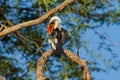 Bird northern red-billed hornbill on the tree Royalty Free Stock Photo