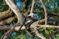 Bird northern red-billed hornbill on the tree Royalty Free Stock Photo