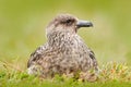 Bird from Norway. Brown skua, Catharacta antarctica, water bird sitting in the autumn grass, evening light. Detail portrait of sea