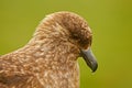 Bird from Norway. Brown skua, Catharacta antarctica, water bird sitting in the autumn grass, evening light. Detail portrait of sea Royalty Free Stock Photo