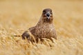 Bird from Norway. Brown skua, Catharacta antarctica, water bird sitting in the autumn grass, evening light. Detail portrait of sea Royalty Free Stock Photo