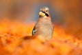 Bird with nut in the bill. Orange forest leaves with beautiful bird. Portrait of nice Jay. Eurasian Jay, Garrulus glandarius, with