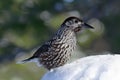 Bird Nutcracker frosty Sunny day in Yamal Royalty Free Stock Photo