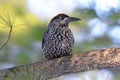 Bird Nutcracker is resting on the cedar Royalty Free Stock Photo