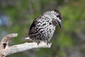 Bird nutcracker sitting on the dry twig of pine Royalty Free Stock Photo