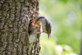 Bird Nuthatch feeds young hungry nestling from beak to beak. Wild nature scene of spring forest life