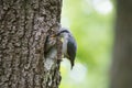 Bird Nuthatch feeds young hungry nestling from beak to beak. Wild nature scene of spring forest life