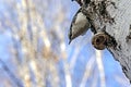 Bird nuthatch with the Latin name Sitta europaea on the trunk of a birch tree in the forest in the southern Urals Royalty Free Stock Photo