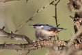 Bird Nuthatch Sitta europaea small bird in forest, Poland Europe Royalty Free Stock Photo