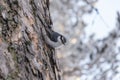 Bird nuthatch or Sitta europaea on the trunk of pine trees in winter forest Royalty Free Stock Photo