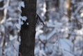 Bird nuthatch at snowy tree in cool pose looking down Royalty Free Stock Photo