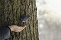 Bird Nuthatch on a tree trunk in search of food. Feed birds in t Royalty Free Stock Photo