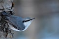 Nuthatch on a tree