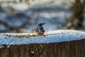 Bird nuthatch turns its head with food in its beak Royalty Free Stock Photo