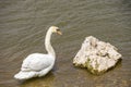 Bird Observations Along The Water