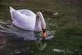 Mute Swan On A Small Stream