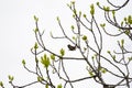 bird observed on a tree in the garden, beautiful female sparrow on a branch, spring