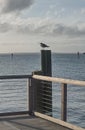Bird ocean fence sea railing post