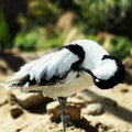 Bird in oceanografic Valencia Royalty Free Stock Photo