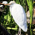 Bird in oceanografic Valencia Royalty Free Stock Photo