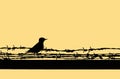 Bird on barbed wire at sunset, silhouett