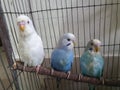 Three different budgerigar Royalty Free Stock Photo
