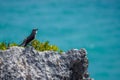 Bird in old Mayan site in Tulum, Mexico