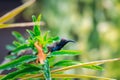 Bird (Olive-backed sunbird) on tree in nature wild