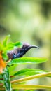 Bird (Olive-backed sunbird) on tree in nature wild