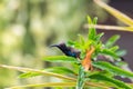 Bird (Olive-backed sunbird) on tree in nature wild Royalty Free Stock Photo