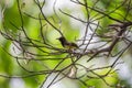 Bird (Olive-backed sunbird) on a tree Royalty Free Stock Photo