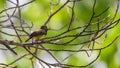 Bird (Olive-backed sunbird) on a tree Royalty Free Stock Photo