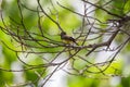 Bird (Olive-backed sunbird) on a tree Royalty Free Stock Photo