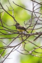 Bird (Olive-backed sunbird) on a tree Royalty Free Stock Photo