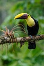 Bird with open bill, Chesnut-mandibled Toucan sitting on the branch in tropical rain with green jungle in background. Royalty Free Stock Photo