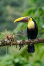 Bird with open bill, Chesnut-mandibled Toucan sitting on the branch in tropical rain with green jungle in background. Royalty Free Stock Photo