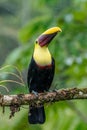 Bird with open bill, Chesnut-mandibled Toucan sitting on the branch in tropical rain with green jungle in background. Royalty Free Stock Photo