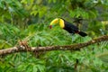 Bird with open bill, Chesnut-mandibled Toucan sitting on the branch in tropical rain with green jungle in background. Royalty Free Stock Photo