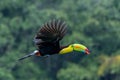 Bird with open bill, Chesnut-mandibled Toucan sitting on the branch in tropical rain with green jungle in background. Royalty Free Stock Photo