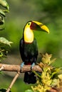 Bird with open bill, Chesnut-mandibled Toucan sitting on the branch in tropical rain with green jungle in background. Royalty Free Stock Photo