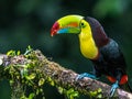 Bird with open bill, Chesnut-mandibled Toucan sitting on the branch in tropical rain with green jungle in background. Royalty Free Stock Photo