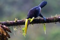 Bird with open bill, Chesnut-mandibled Toucan sitting on the branch in tropical rain with green jungle in background. Royalty Free Stock Photo