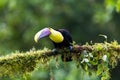 Bird with open bill, Chesnut-mandibled Toucan sitting on the branch in tropical rain with green jungle in background. Royalty Free Stock Photo