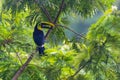 Bird with open bill, Chesnut-mandibled Toucan sitting on the branch in tropical rain with green jungle in background. Royalty Free Stock Photo