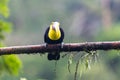 Bird with open bill, Chesnut-mandibled Toucan sitting on the branch in tropical rain with green jungle in background. Royalty Free Stock Photo