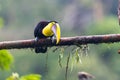 Bird with open bill, Chesnut-mandibled Toucan sitting on the branch in tropical rain with green jungle in background. Royalty Free Stock Photo