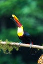 Bird with open bill, Chesnut-mandibled Toucan sitting on the branch in tropical rain with green jungle in background. Royalty Free Stock Photo