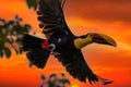 Bird with open bill, Chesnut-mandibled Toucan sitting on the branch in tropical rain with green jungle in background. Royalty Free Stock Photo