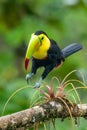 Bird with open bill, Chesnut-mandibled Toucan sitting on the branch in tropical rain with green jungle in background. Royalty Free Stock Photo