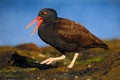 Bird with open red bill. Blakish oystercatcher, Haematopus ater, with oyster in the bill, black water bird with red bill, feeding Royalty Free Stock Photo